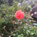 amalgamationink avatar