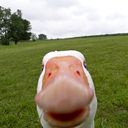 amandahuffleduck avatar