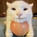 amazing-old-tree avatar