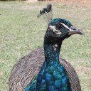 ambershrapnel-not-art avatar