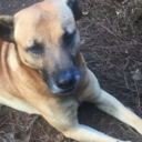 ambiguouschug avatar