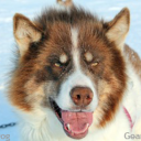 ambiguousmutt avatar