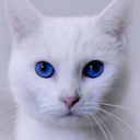 ambivalentlangst avatar