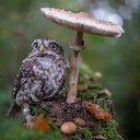 ameliaelemental avatar