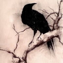 americancorvus-blog avatar