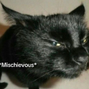 amischievouscat avatar