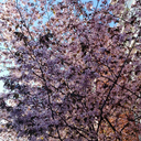 amnesiamadness avatar