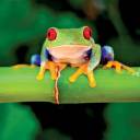 amphibian-book-club avatar