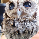 an-academic-armari avatar