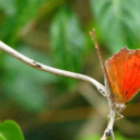 anaeatroglodyta avatar