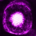 anandamideskies avatar