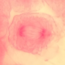 anaphasestudies avatar