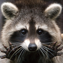 anarchisttrashpanda avatar