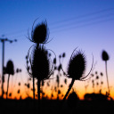 anaroacephysicist avatar