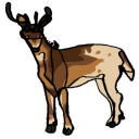 andean-deer avatar