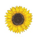 andjelajedecak avatar