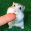 andreiserban311 avatar