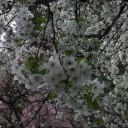 androgynousladyjellyfish avatar