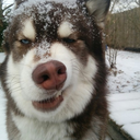 anescapedfish avatar