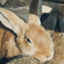 angeleyesross avatar