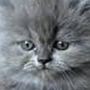 angelic-kitty-of-light avatar