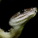 angelsdemonsducks avatar