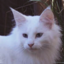 angora-ambience avatar