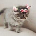 angrygodofkittens avatar