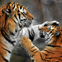 animalkingd0m-blog avatar