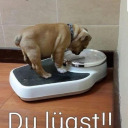 animalsscenes avatar