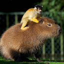 animalssittingoncapybaras avatar