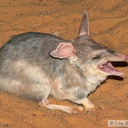 animedingdong avatar