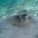 anna-in-wonderland avatar