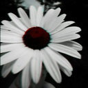 annagrace1999 avatar