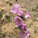 anniemitchell1 avatar