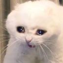 anonymous-cats avatar