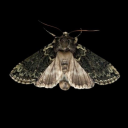 anonymoustivity07 avatar