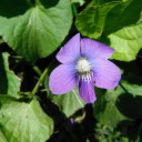 answer-the-call avatar