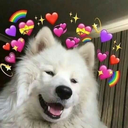 antisocial-koala avatar