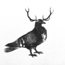 antleredpigeons-blog avatar