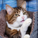 anxiety-intesifies avatar