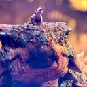 anxiousosaurus avatar