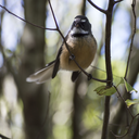 aorangi-archived avatar