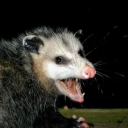 apatchworkpossum avatar