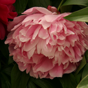 apinkpeonyfrommygarden avatar