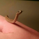 apophisthesnake avatar