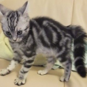 apple-blossom-jeans avatar