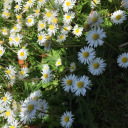 appleblossomlife avatar