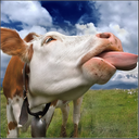 appreciatethecow-blog avatar