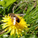 aprillesworld avatar